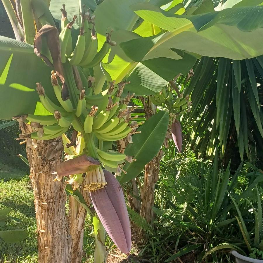 Ti Coin De Paradis Ylang Ylang ル・ディアマン エクステリア 写真